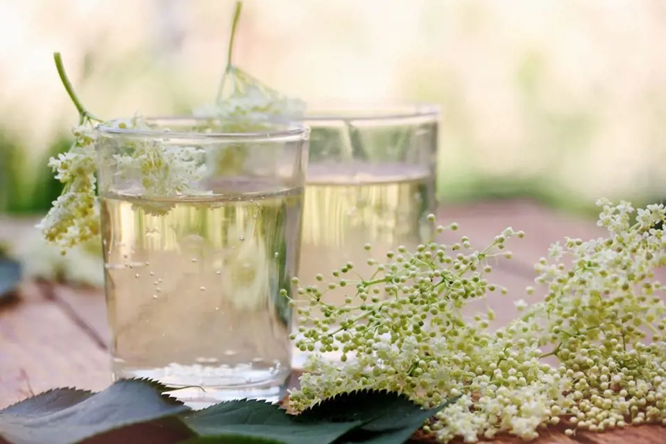Voňavý bezový květ se hodí na přípravu léčivého nálevu i oblíbených limonád