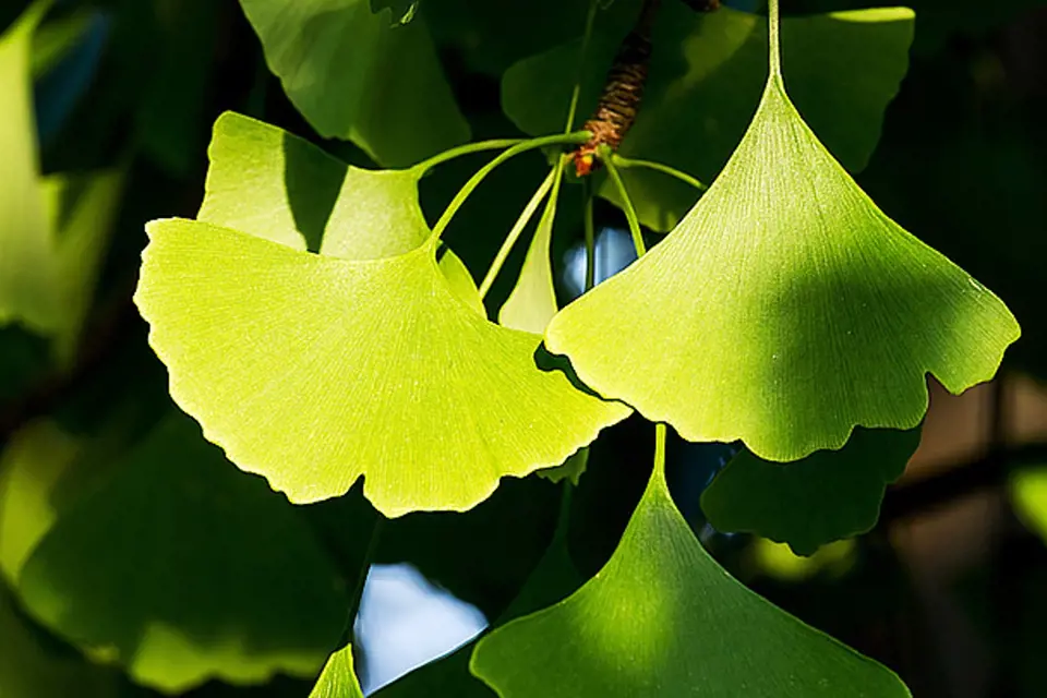 Listy jinanu (Ginko biloba) mají jedinečný tvar