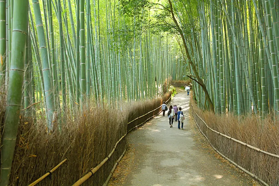 U nás nedorostou do výšek, jako bambusový les v Japonsku
