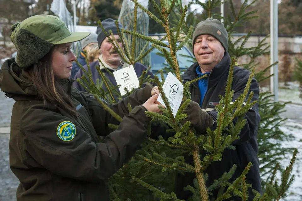 Vánoční stromky s certifikátem FSC z krkonošských lesů.