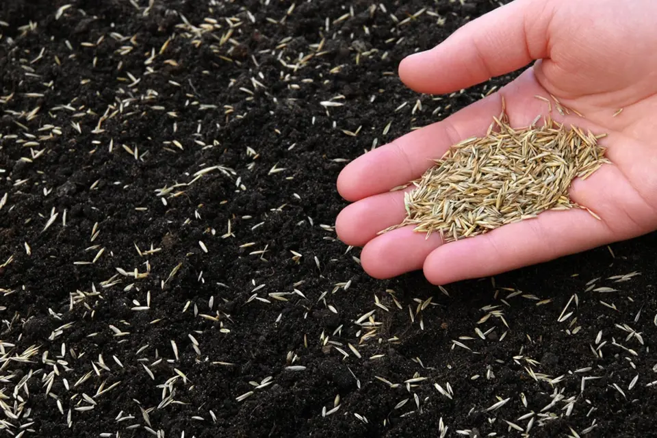 Ruční výsev travního semene je vhodný pouze na malé ploše.