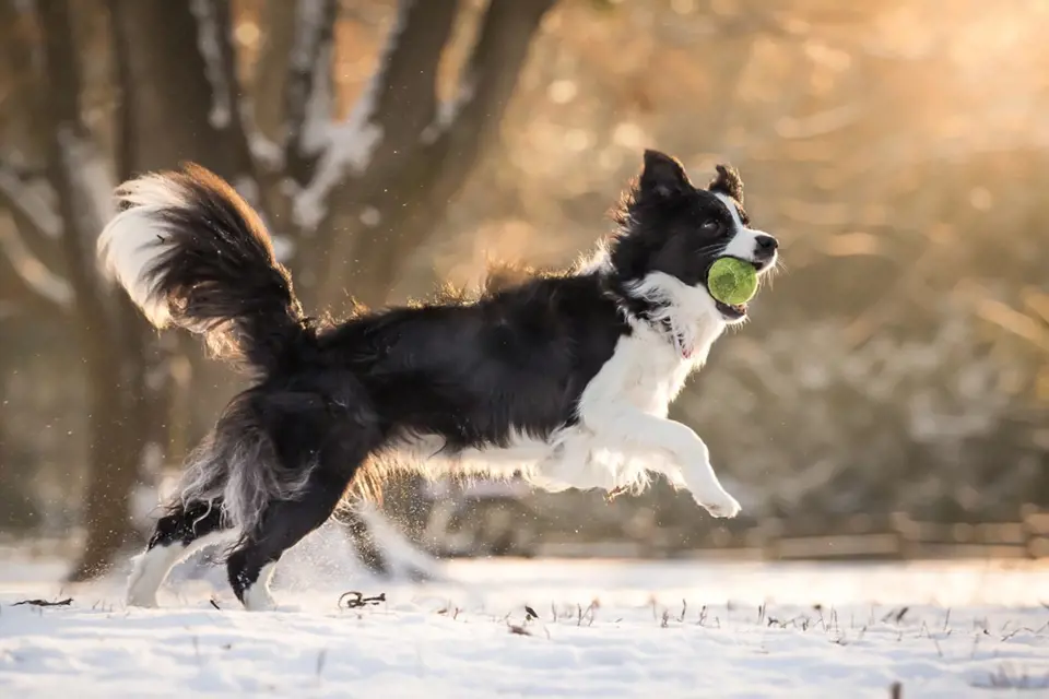 Většina psů si sníh v zimě dokáže užít.