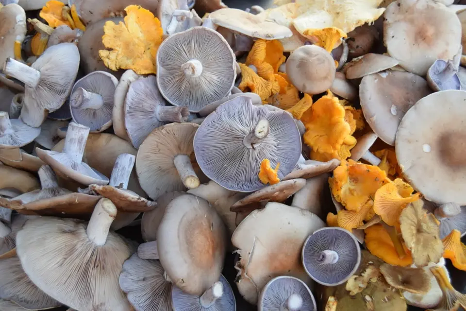 Čirůvky fialové a lišky - z podzimního houbařského úlovku.