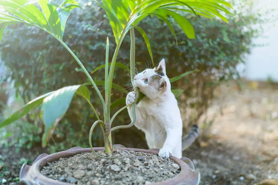 Jedovaté rostliny pro kočky