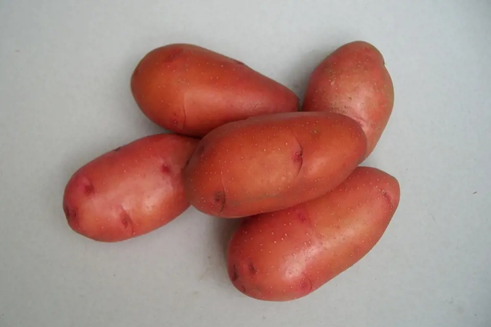 Odrůda brambor Rosara