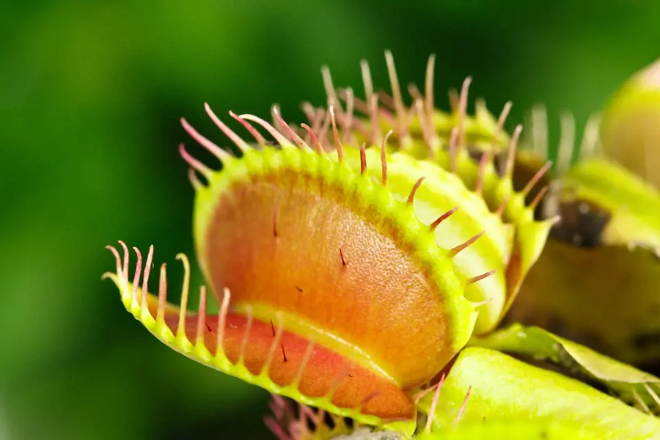 Mucholapka podivná (Dionaea muscipula) patří k oblíbeným masožravým rostlinám.