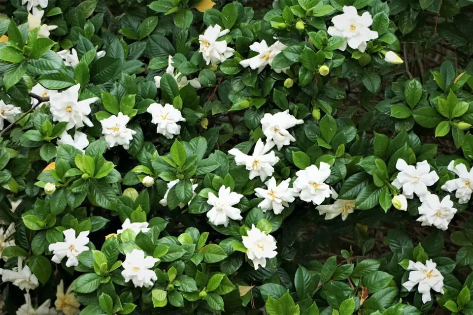 Gardénie jasmínovitá (Gardenia augusta) 