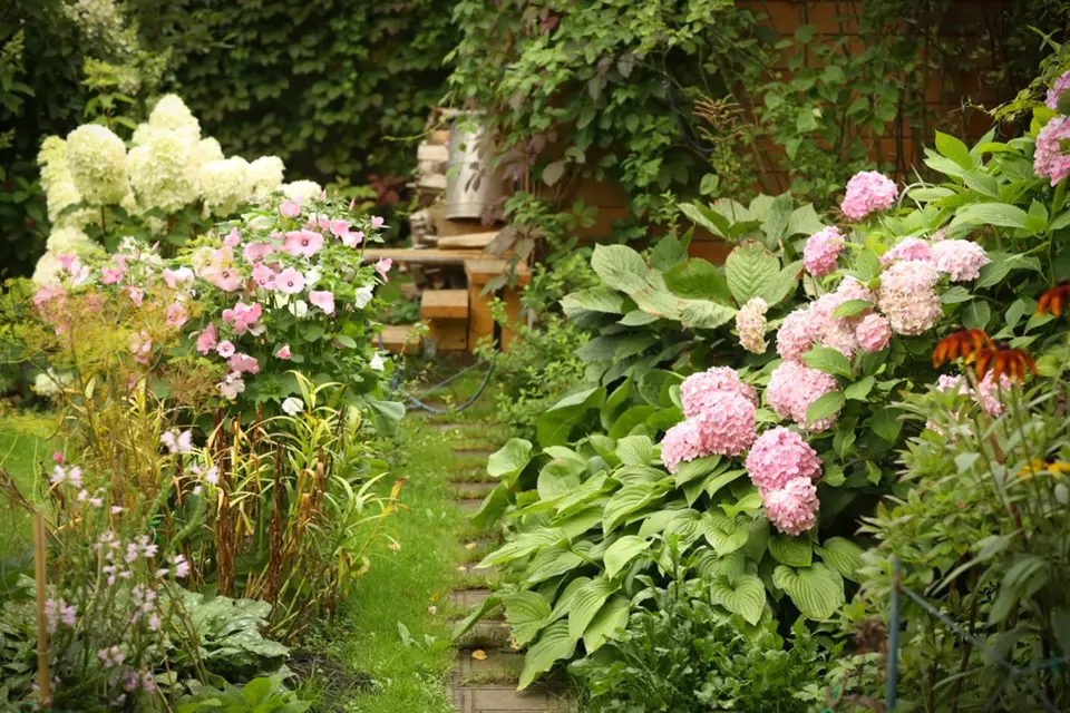 Tradiční součástí starých zahrad byly hortenzie.