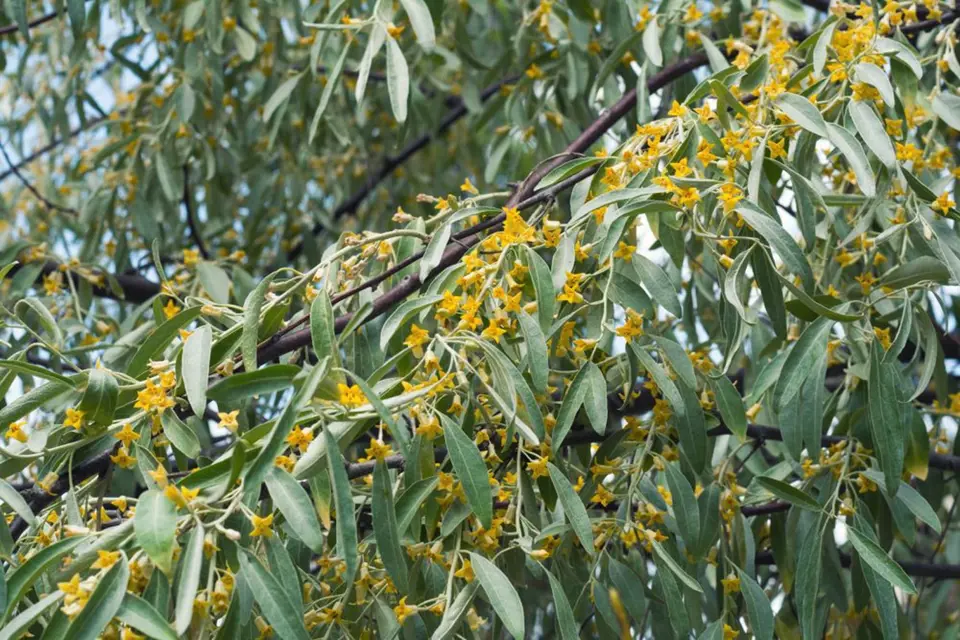 Kvetoucí hlošina úzkolistá (Elaeagnus angustifolia)