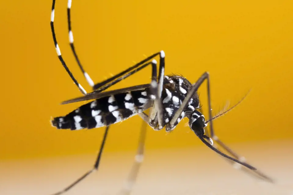 komar tygrovany (Aedes albopictus)