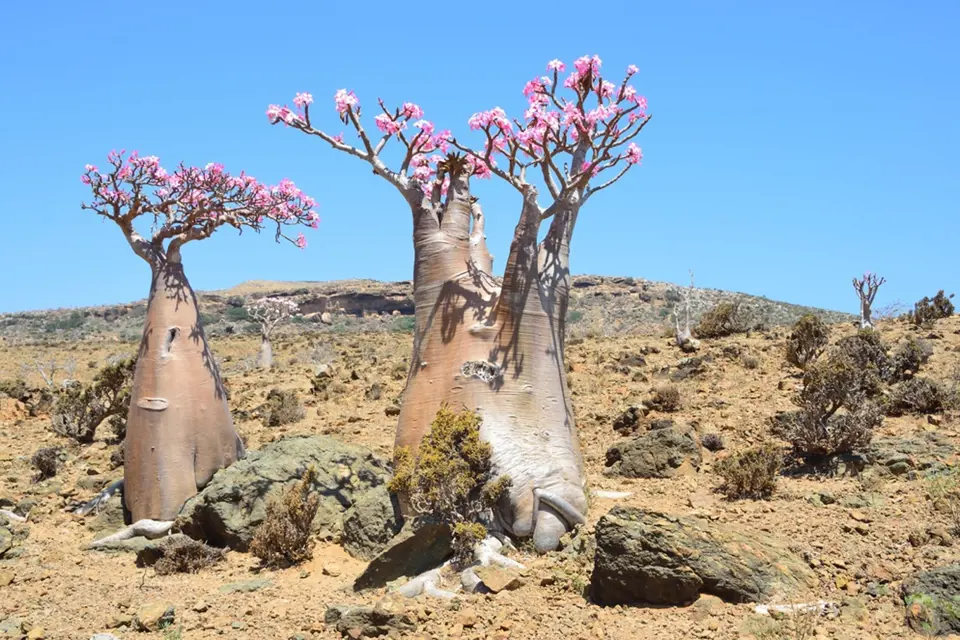Adenium na náhorní plošině Mumi na jemenském ostrově Socotra.