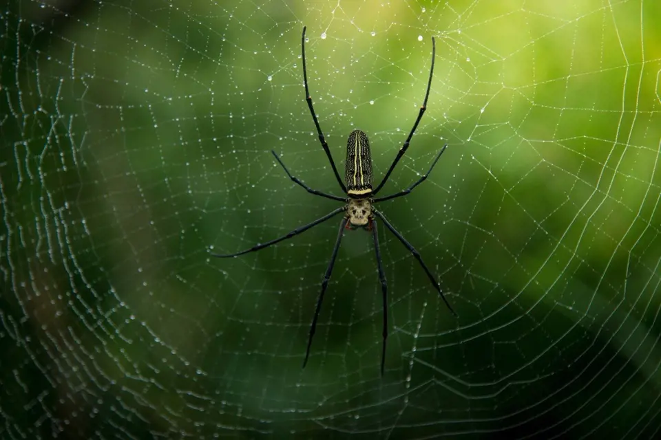 Pavouci se k vám taky nehrnou dobrovolně, ale táhne je k vám potrava.