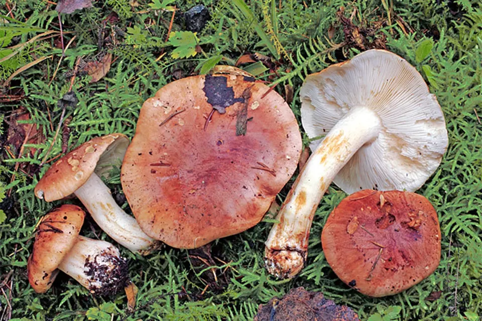 Čirůvka topolová je jedlá podzimní houba rostoucí pod topoly 