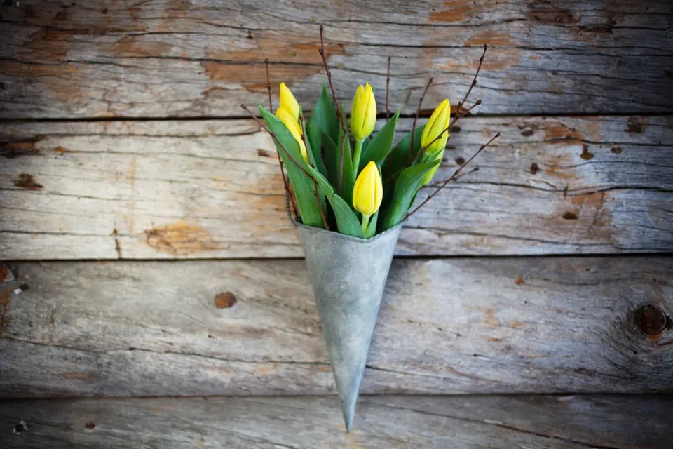 Žluté tulipány s březovými větvičkami.