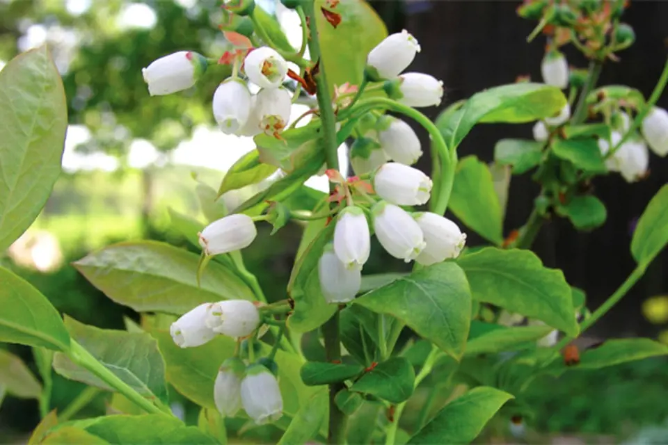 květy kanadské borůvky (Vaccinium corymbosum)