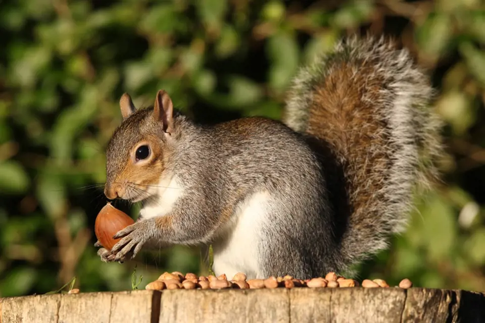Veverky mají rády ořechy, především lískové a vlašské, zvládnou si je i vyloupat.