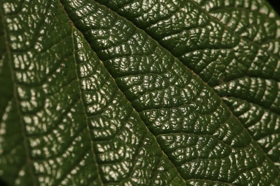 Kalina vrásčitolistá (Viburnum rhytidophyllum), detail listu