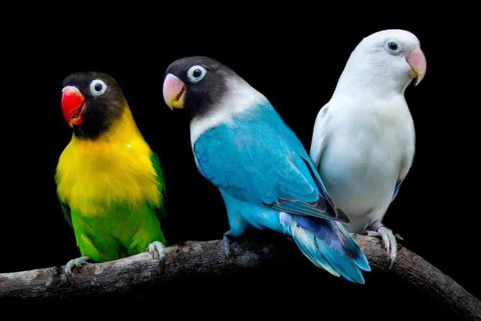 Papoušíci hrají všemi barvami