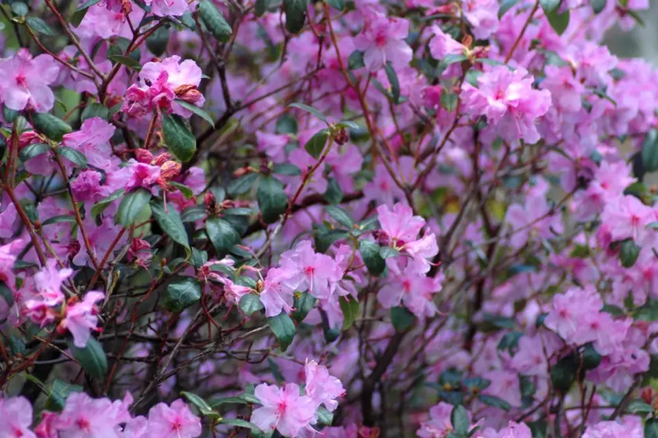 Časně kvetoucí azalka Rhododendron praecox