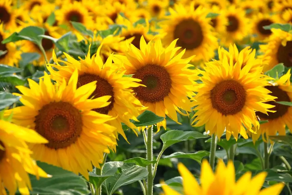 Nádherné květy slunečnic prozáří vaši zahradu.