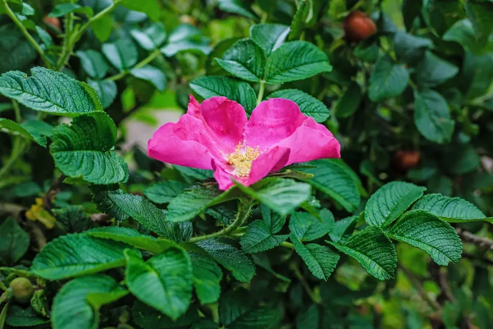 Květ růže Moyesovy (Rosa moyesii).