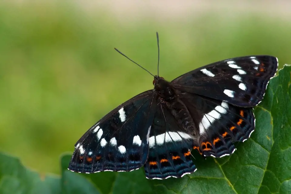 Bělopásek topolový je náš největší motýl, rozpětí jeho křídel bývá 65 - 80 mm.