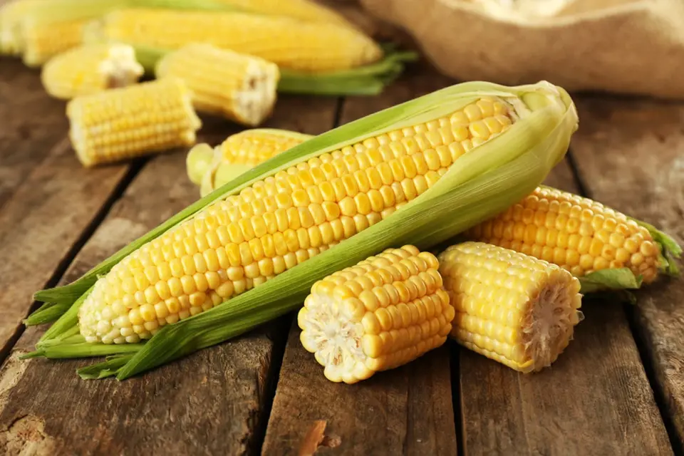 Kukuřice je hodně oblíbená po celém světě.