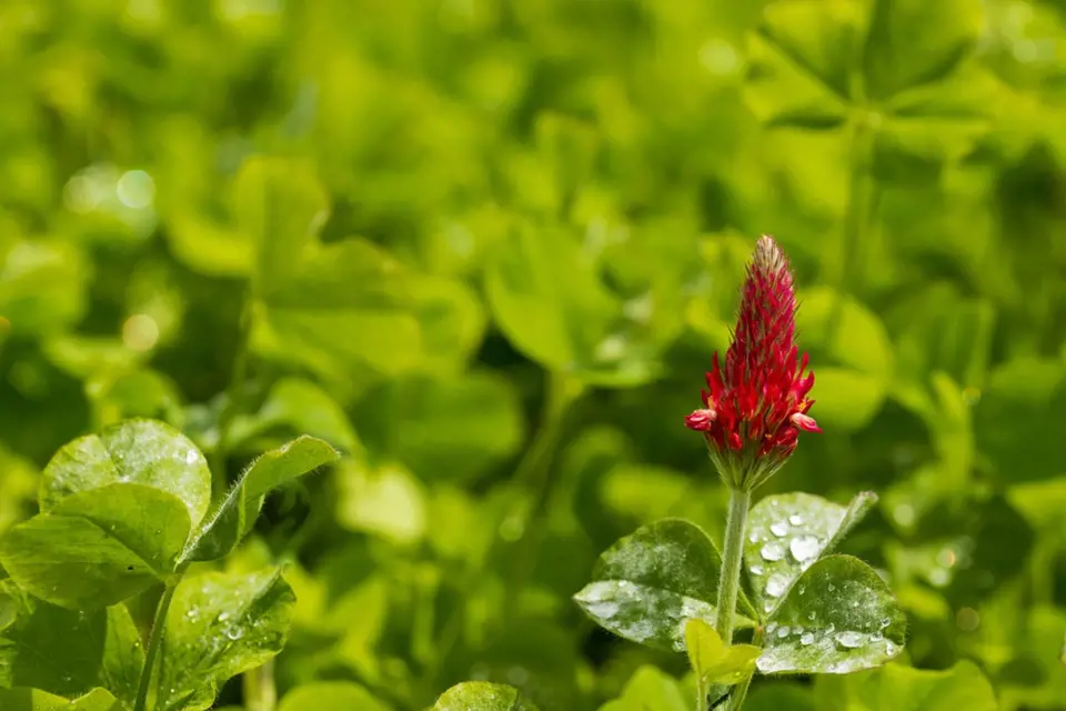 Jetel nachový (Trifolium incarnatum), známý též jako jetel inkarnát.