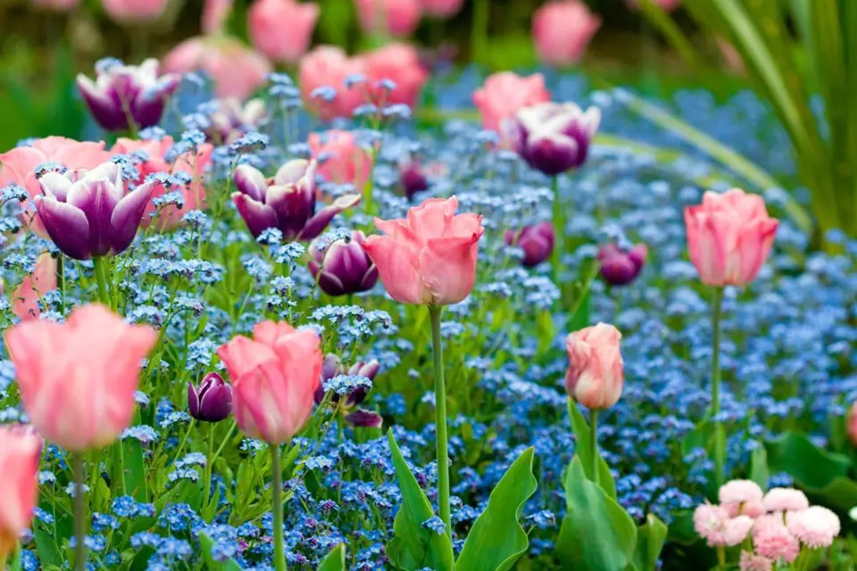 Kombinace tulipánů a pomněnek je jedna z nejvděčnějších