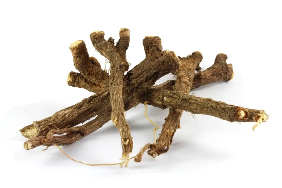 Sušený kořen čekanky obecné se prodává od označením Radix cichorii.