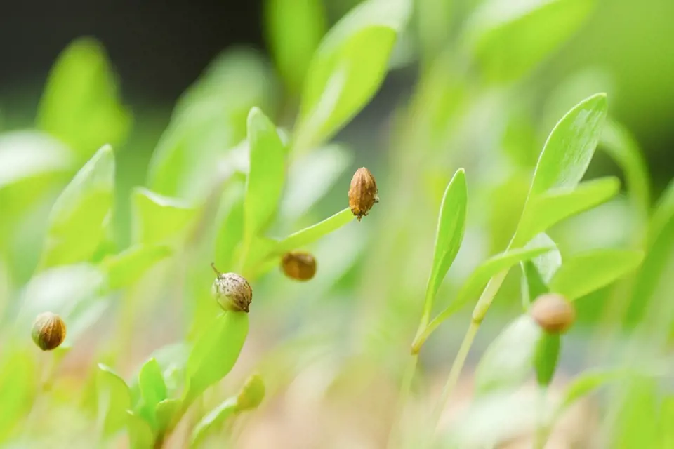 Mladé rostlinky koriandru se zbavují slupek semen, ze kterých vyklíčily