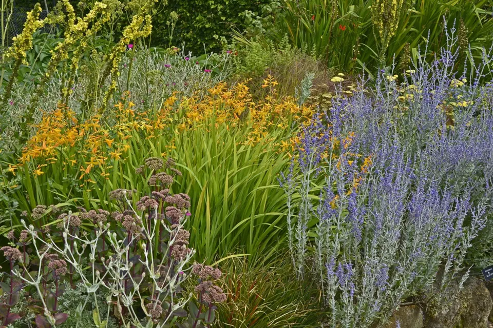 Pestrý letní záhon - žlutě kvetoucí divizny, oranžové montbrécie a modrofialová perovskie.