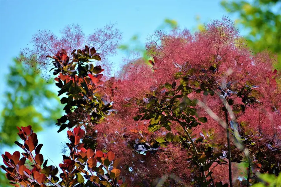 Listy ruje vlasaté mohou v průběhu vegetace barvu i měnit