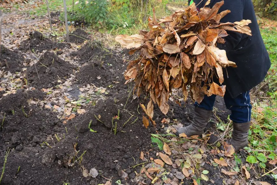 Kombinace kompostu a listí ochrání i citlivé rostliny, například choulostivější růže