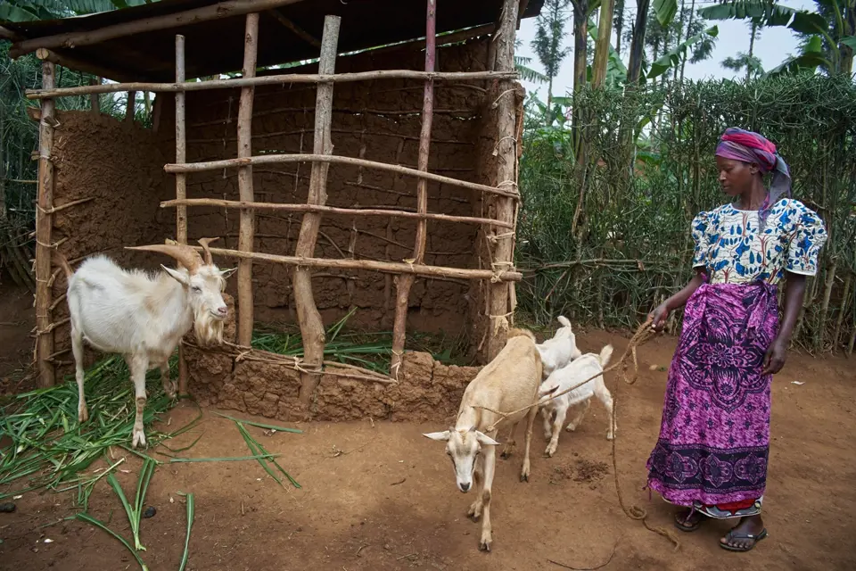 Unicef spouští kampaň na podporu nákupu domácích zvířat pro Rwandu