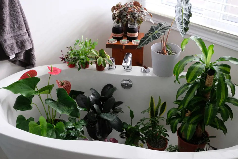Sprchování je vhodné pouze pro některé druhy pokojových rostlin.