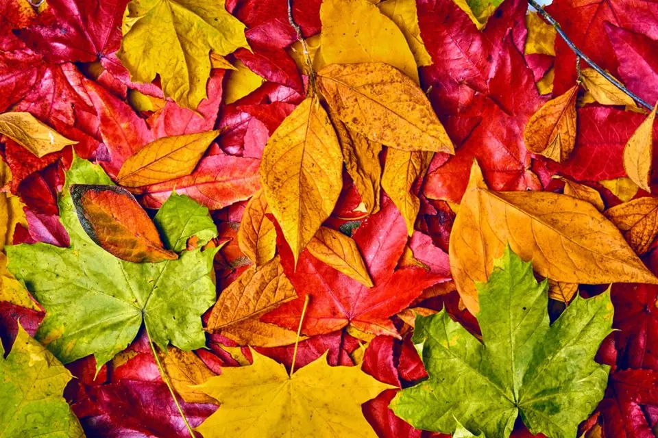 Podzimní listy nabízejí pestrou paletu barev.