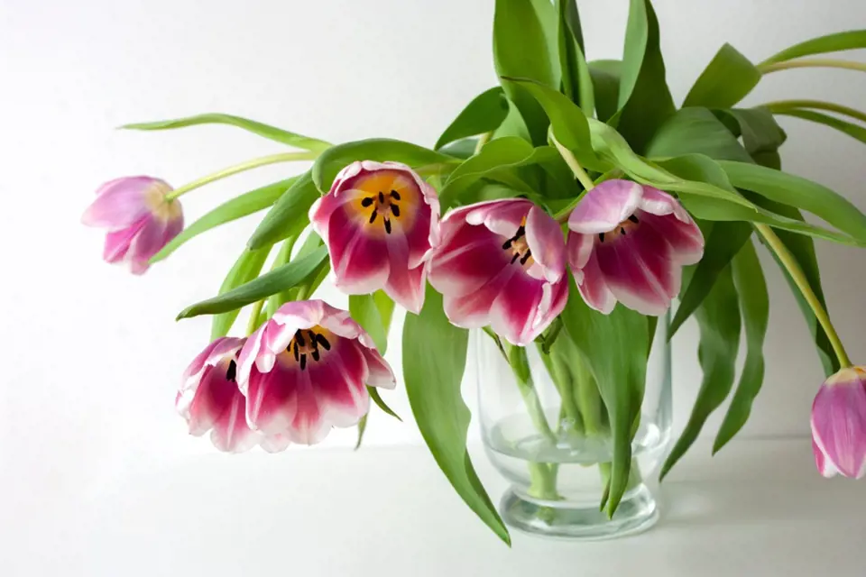 Květy tulipánů se nám budou před očima neustále měnit.