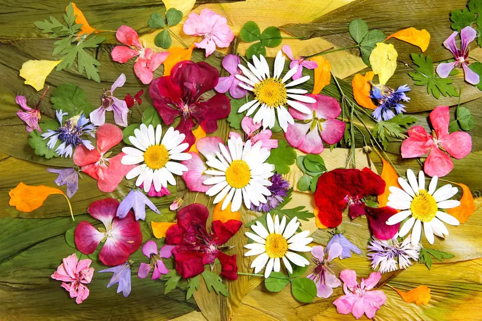 Lisujeme květiny, abychom si uchovali vzpomínku na léto. 