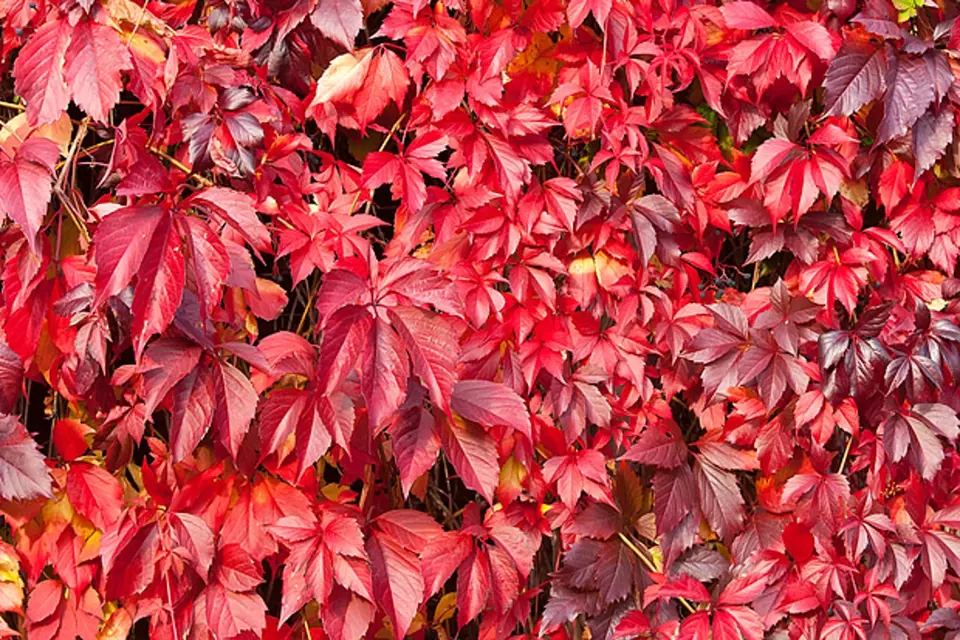Listy přísavníku se na podzim zbarví do ruda