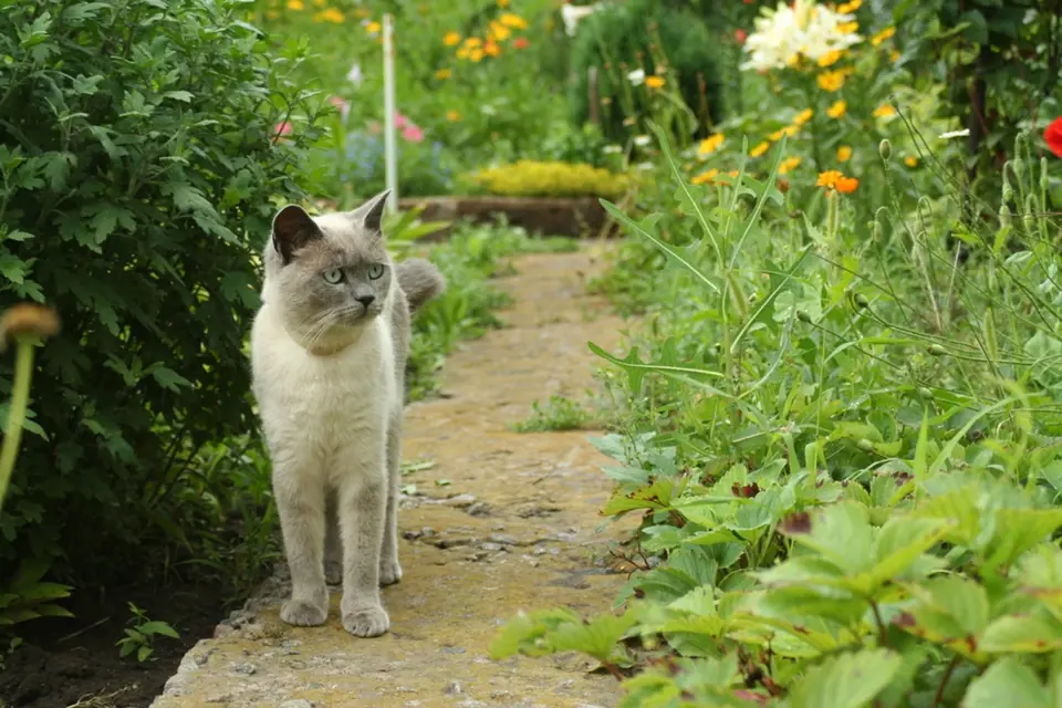jak vypudit kočku ze zahrady