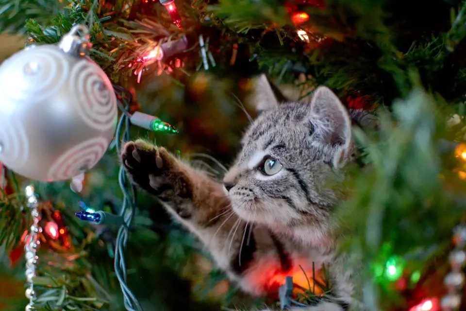 Ozdoby na vánočním stromečku jsou lákavé pro domácí mazlíčky