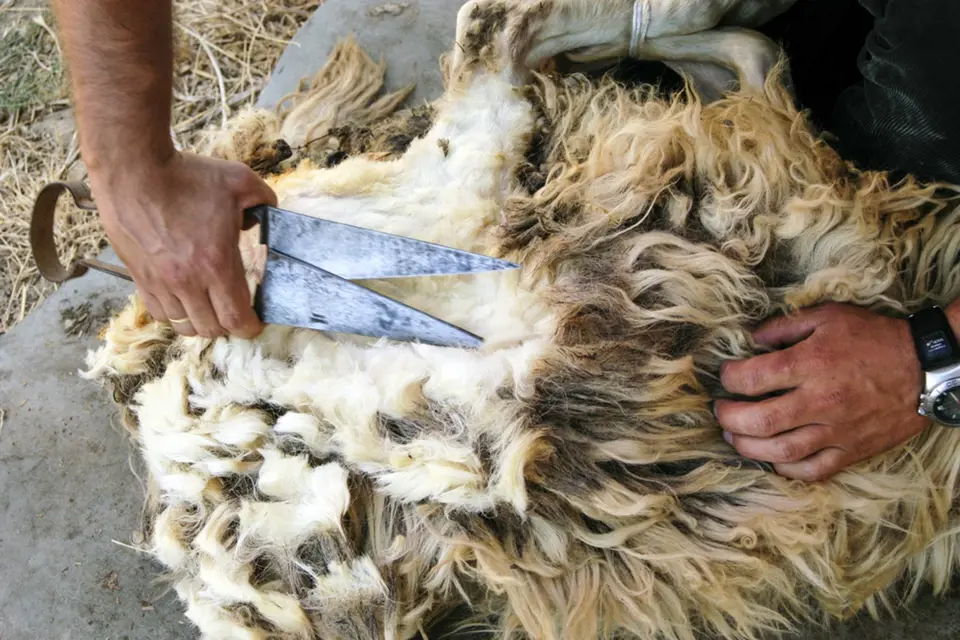 Nůžky na stříhání ovcí je možné ovládat jednou rukou.