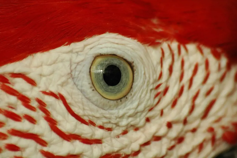 Oko papouška je více než zajímavé.