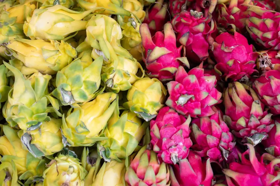 Pitahaya, dračí ovoce, se nejčastěji prodává žluté nebo červené.