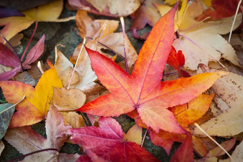 Některé listy na podzim doslova hrají barvami.