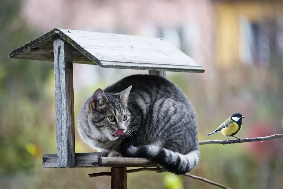 Příklad krmítka pro ptáky dobře dostupného kočkám