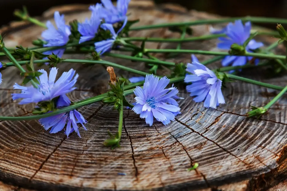 Čekanka obecná kvete blankytně modrými květy.