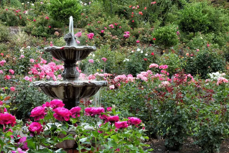 Klasická fontána ladně doplňuje růžovou zahradu