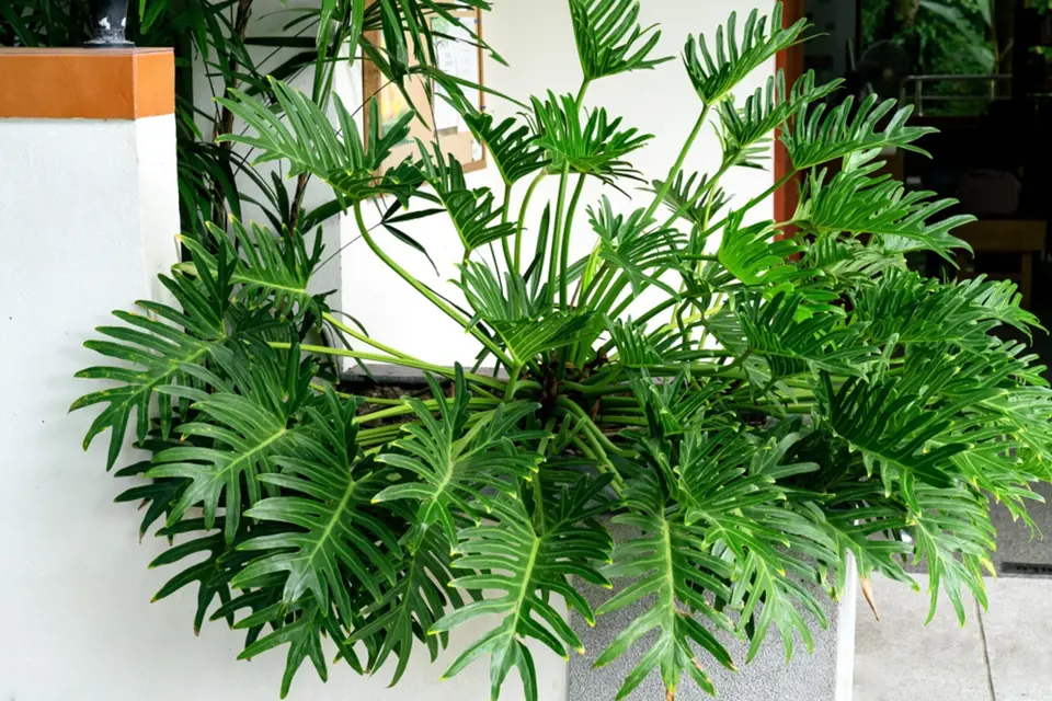 Philodendron xanadu je jméno této atraktivní pokojové rostliny s výrazně vykrajovanými listy.